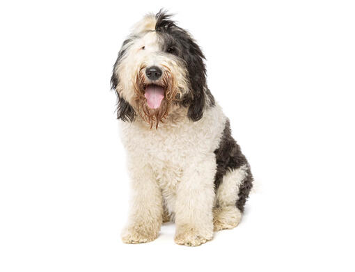 Old english sheepdog mini best sale poodle mix